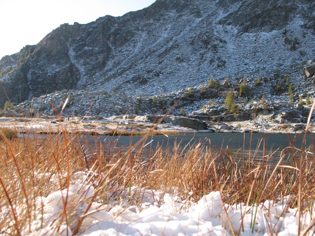 tritoni alpestri sotto la neve